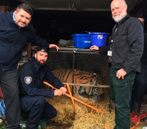 This undated photo shows a tiger in Houston. Houston police say some people who went into an abandoned home to smoke marijuana found a caged tiger. They called the city on Monday, Feb. 11, 2019, and the major offender animal cruelty unit and animal shelter volunteers arrived on the scene.