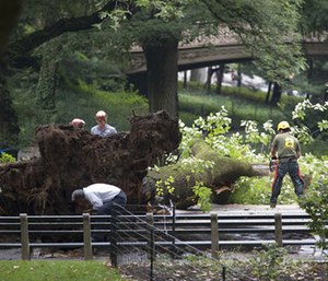 FDNY said an adult and three children have been taken to a hospital after the tree fell in Central Park.(AP Photo/Mary Altaffer)