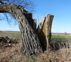 Lightning had burned a branch that snapped off the nearly 100-foot tree.
