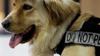 TSA to deploy more floppy-ear dogs because they're less scary than pointy-ear dogs