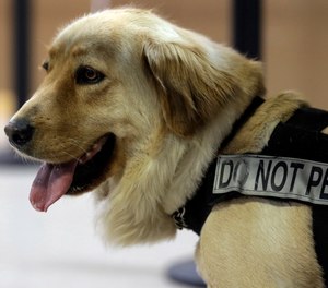 Bella, a bomb-sniffing dog, wears a