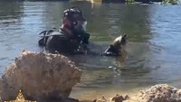 Watch: Fla. police diver rescues snapping turtle in ‘distress’ from canal