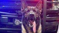 Ga. police K-9 fatally shot by 17-year-old suspect during manhunt