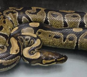 American Medical Response paramedics in Hilo, Hawaii captured this four-foot-long, three-pound ball python and transported it to the proper authorities. Ball pythons are non-native to Hawaii and illegal to own in the state.