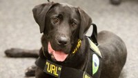 Utah sheriff's office mourns death of electronic storage detection K-9