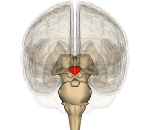 The disease affects the thalamus and hypothalamus.