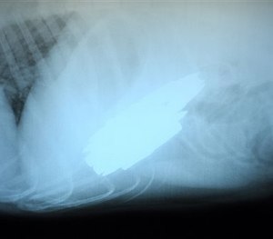 In this photo taken April 27, 2015, in Mountain Home, Ark., an x-ray reveals 17 live .380 caliber rifle rounds in the stomach of Benno.