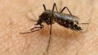 Zika virus might spread to US