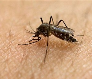 A female Aedes aegypti mosquito acquires a blood meal on the arm of a researcher; the Aedes aegypti can spread the Zika virus.