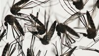WHO: Zika virus is 'spreading explosively' 
