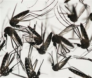 The aedes aegypti mosquito is a vector for the proliferation of the Zika virus spreading throughout Latin America.