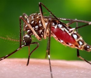 The virus is spread through mosquito bites.