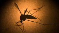 Zika virus: Should EMS responders be worried about this viral illness?