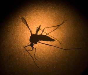 Scientists say the hotter it gets, the better the mosquito that carries Zika virus is at transmitting a variety of dangerous illnesses.