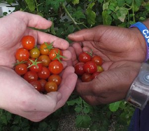 Two boys incarcerated at Ohio's Circleville Juvenile Correctional Facility show off tomatoes they helped grow in an on-site greenhouse on Friday, March 18, 2016, in Circleville, Ohio. (AP Image)
