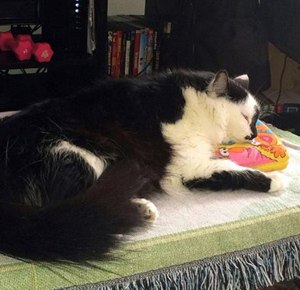 This photo provided by Lee Palmer shows Lux, a 22-pound part-Himalayan cat that attacked a seven-month old baby. Portland police had to be called in to subdue the 22-pound house cat that trapped its owners inside their bedroom after attacking their baby. The baby was not injured in the Sunday, March 9, 2014, incident. (AP Photo/Lee Palmer)