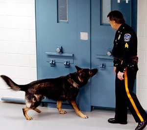 Bergen County Sheriff officer Sgt. John Davis and Udo try to find drugs in the county jail in Hackensack, New Jersey, during a training exercise. (Photo/James W. Anness/The Record/MCT)
