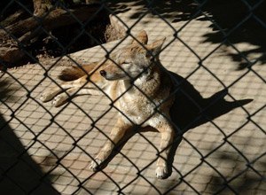 This undated photo provided by Austin Parks and Recreation shows a coyote at the Austin Nature and Science Center.