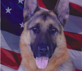 (Massachusetts State Police Image)