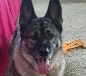 Pictured is Evie, a therapy dog.