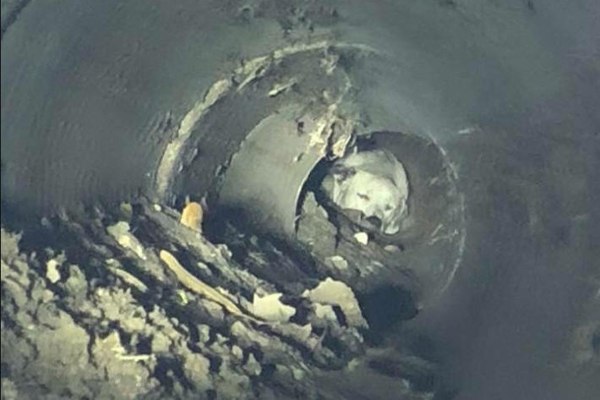The Cy-Fair Volunteer Fire Department was recently called to extricate a pregnant dog from a drainage pipe.