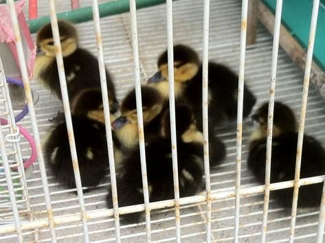 Photo: Fla. firefighters rescue save ducklings