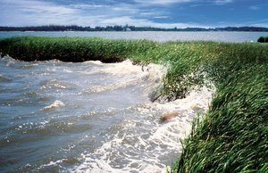 Site image