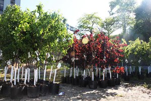 Site image