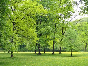 Site image