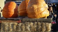 Cities Can Have Pumpkin Cake & Eat It, Too: Fall Festivals Profit Guide