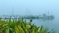 Municipal Marina Revenue Losses After Hurricane Irma