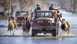 Horses that were being boarded in Inglewood, Neb., are moved through floodwaters to higher ground in Fremont Neb., Friday, March 15, 2019. The flooding followed days of snow and rain record-setting, in some places that swept through the West and Midwest.