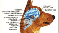 Dog psychology: A vital training tool