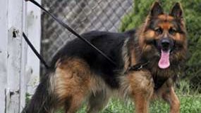 Gun Dogs: The rise of firearms-sniffing K-9s