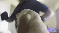 Video: Australian sniffer dog sweeps prison cells for contraband