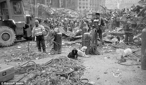 RescueDogs at Ground Zero