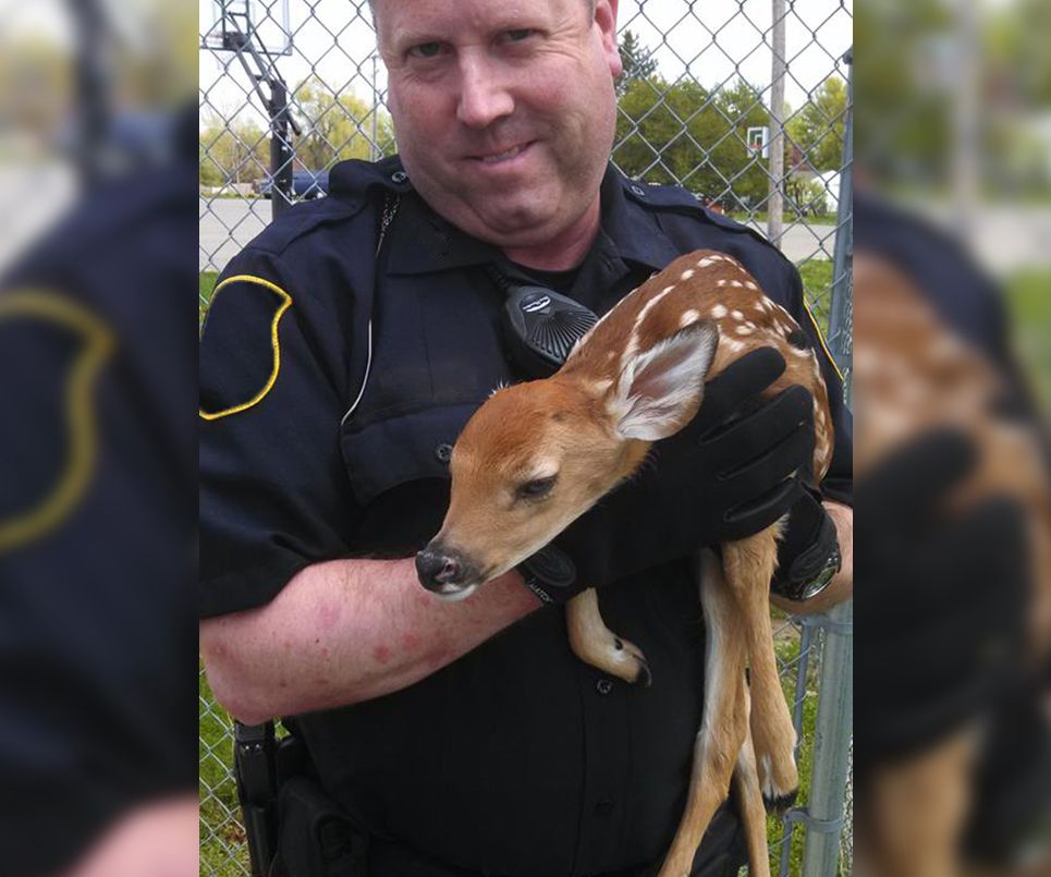 police animal rescues, fawn