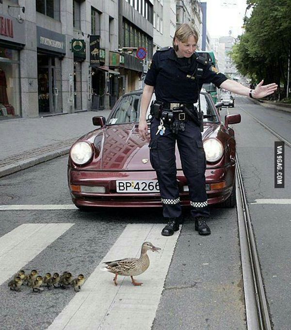 police animal rescues, ducks crossing street