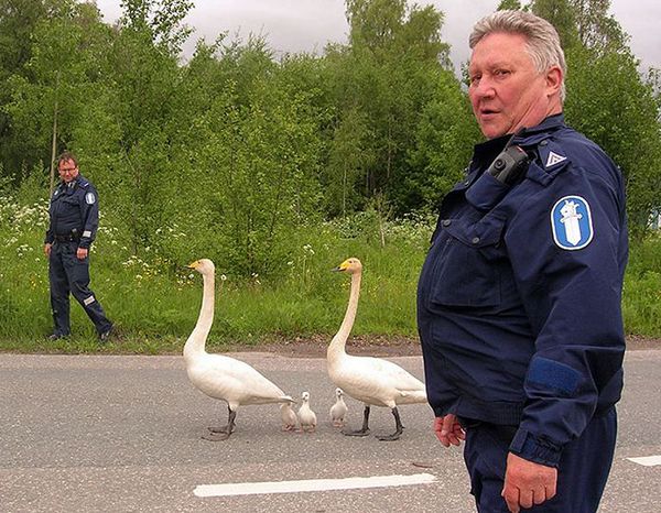 police animal rescues, finland swans