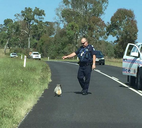 police animal rescues, koala blocks highway