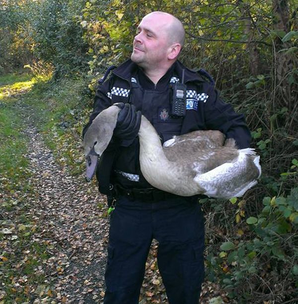 police animal rescues, swan