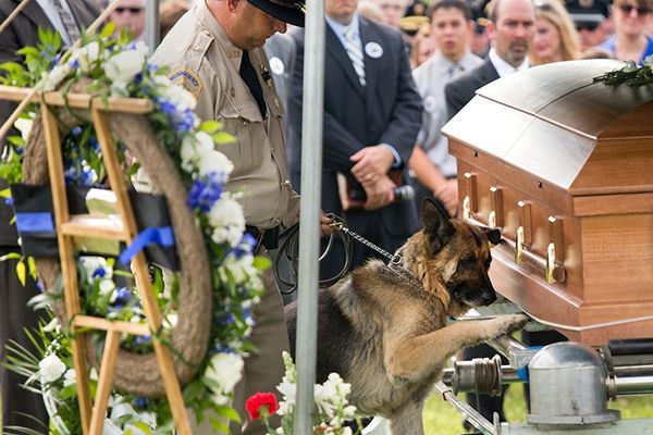 heartbreaking police photos. police dog says goodbye to partner at funeral
