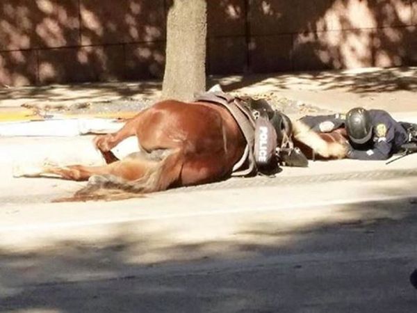heartbreaking police photos. police horse hit by truck