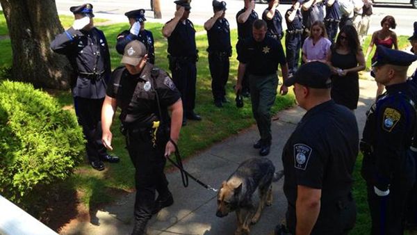 heartbreaking police photos. police horse hit by truck