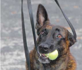 A verbal release is an obedience command and can be taught to a green dog by having it practice releasing a toy.