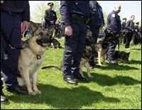 K-9