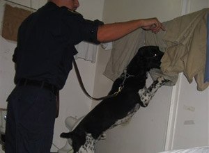 Tazz, a 5-year-old springer spaniel trained to search prison cells for contraband cell phones, prepares for a practice search on Wednesday, July 9, at the Maryland House of Corrections in Jessup, Md., with handler Sgt. Chris Caudell. Maryland and Virginia are the first states to train dogs specifically to sniff out cell phones.