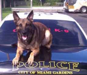 Max, a Miami Gardens Police Department K-9, died after being mortally injured investigating a burglary call on Sept. 12.
