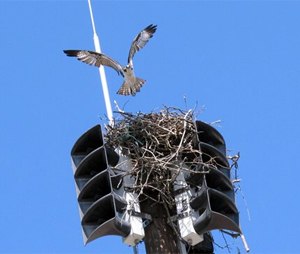 The town has been forced to turn the siren off until fall to avoid disturbing the bird and any chicks it may have. First responders are notified of emergencies using pagers or cell phones.