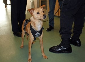 In this Oct. 24, 2013 photo from the Worcester County Sheriff’s Office shows service dog Nikita visiting a criminal justice class at Sutton Memorial High School in Sutton, Mass. (Kimberly Roy/Worcester County Sheriff’s Office via AP)